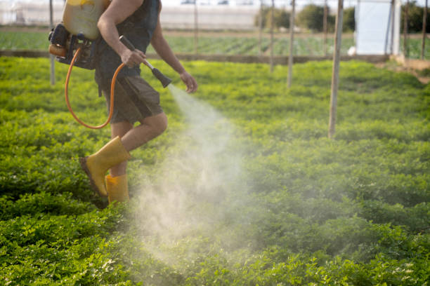 Best Affordable Pest Control Services  in Graysville, AL