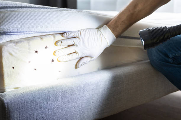 Best Mosquito Control Services  in Graysville, AL