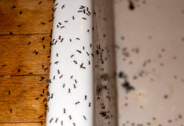 Best Pest Prevention Services  in Graysville, AL