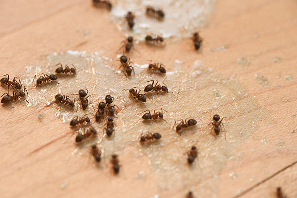 Best Insect Control  in Graysville, AL